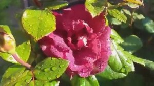 199.# РОЗЫ В ПОДМОСКОВЬЕ,РОЗА ЭДИ МИТЧЕЛ (EDDIE MITCHELL) В МОЁМ САДУ.