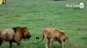 Лев против львов