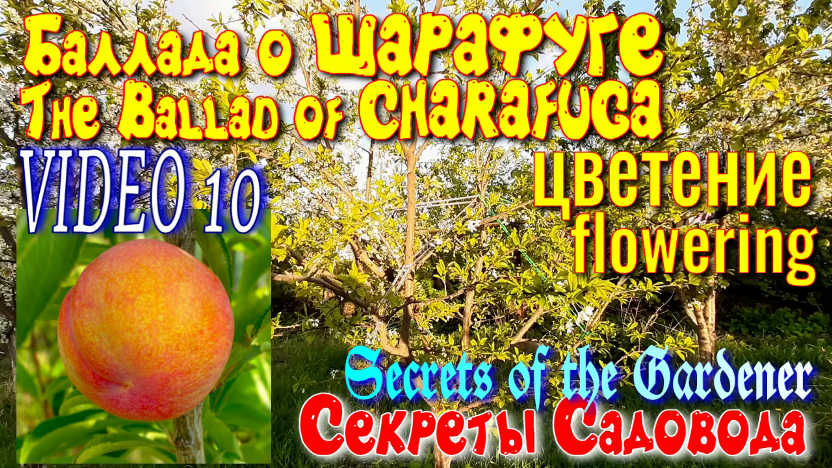 Шарафуга VIDEO 10 CHARAFUGA. Цветение. Как цветёт в этом году. Секреты Садовода.