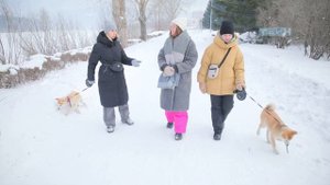 Рыжий кот_Акита-Ину.