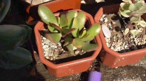 Денежное дерево толстянка. Как защитить от солнечных ожогов.