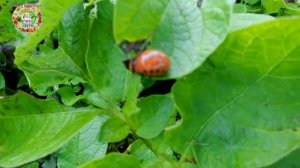 Опасные вредители картофеля. Как с ними бороться?