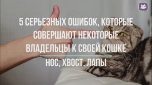 5 серьёзных ошибок, которые совершают некоторые владельцы кошки