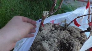 Виноград .Подарок от подписчика .