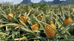 Удивительный процесс выращивания и обработки ананасов - Современные сельскохозяйственные машины