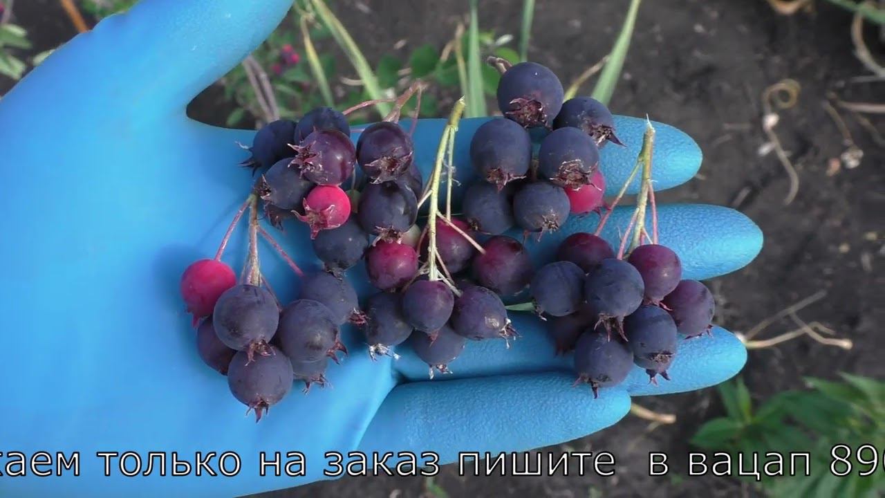 ирга сорта ПЕМБИНА  и  ПРИНЦ УИЛЬЯМ