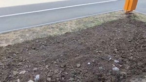 Клумба у подъезда май 2023