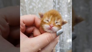 Котенок Мейн кун красный мрамор (5 дней). Рыжий мейн-кун.
