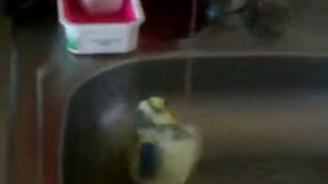 Попугай принимает душ и летит греться на чайник. смотреть онлайн