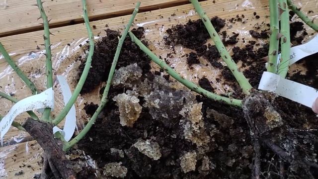 Распаковка посылки и обзор саженцев роз из питомника "АКАДЕМИЯ РОЗ"