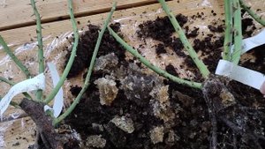 Распаковка посылки и обзор саженцев роз из питомника "АКАДЕМИЯ РОЗ"