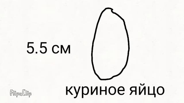 От самого маленького до самого большого