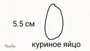 От самого маленького до самого большого