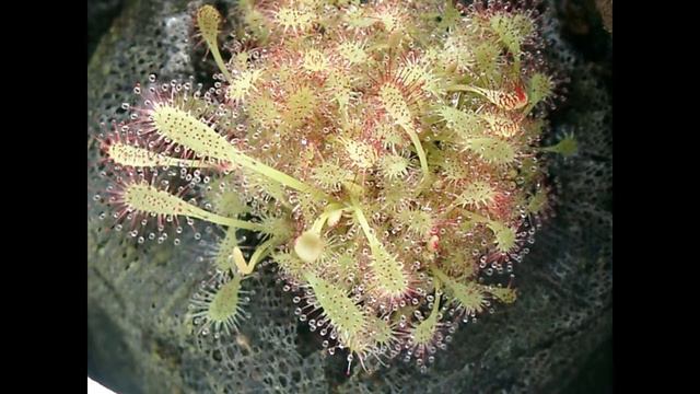 Sonnentau Drosera Capensis | Diashow einer Zuchtkultur смотреть онлайн