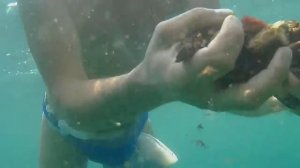 Как мы ловим мидии, готовим, и находим в них жемчуг