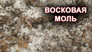 Восковая моль