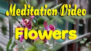 ? Meditation Video. Flowers