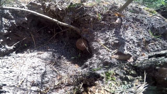 ГРИБЫ летом 2021 !!! БЕЛЫЕ грибы и ПОЛЬСКИЕ. СЕМЕЙНАЯ ГРИБАЛКА в июне смотреть онлайн