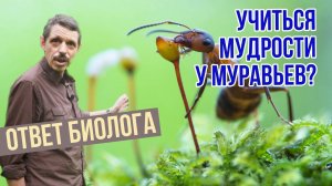 Какой мудрости можно научиться у муравья? - Сергей Хрибар о Божьем творении