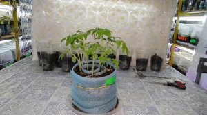 ???КАК ВЫРАСТИТЬ ТОМАТЫ В УЛИТКЕ ! Выращивание рассады в рулоне