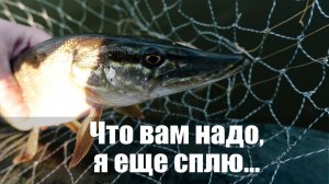 Ленивая Щука