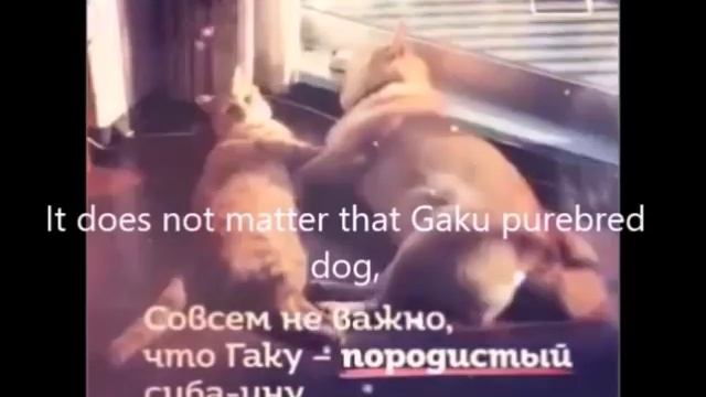 Удивительная дружба кота и собаки.Amazing friendship between a cat and a dog.
