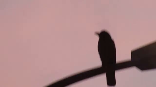 2019 Canon powershot sx430 still relevan смотреть онлайн