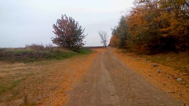 Дальницкий лес 2018 смотреть онлайн