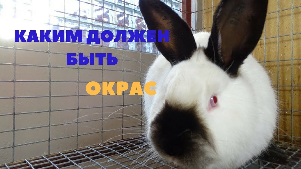 Окрас и пигментация калифорнийского кролика