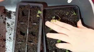 What a Pricking Out! The Novice Grows ...  Sprouts | Allotment Growing - Enplotment.