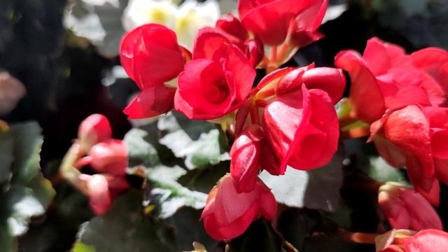 1 таблетка этого под любой домашний цветок и пышное цветение будет постоянно!
