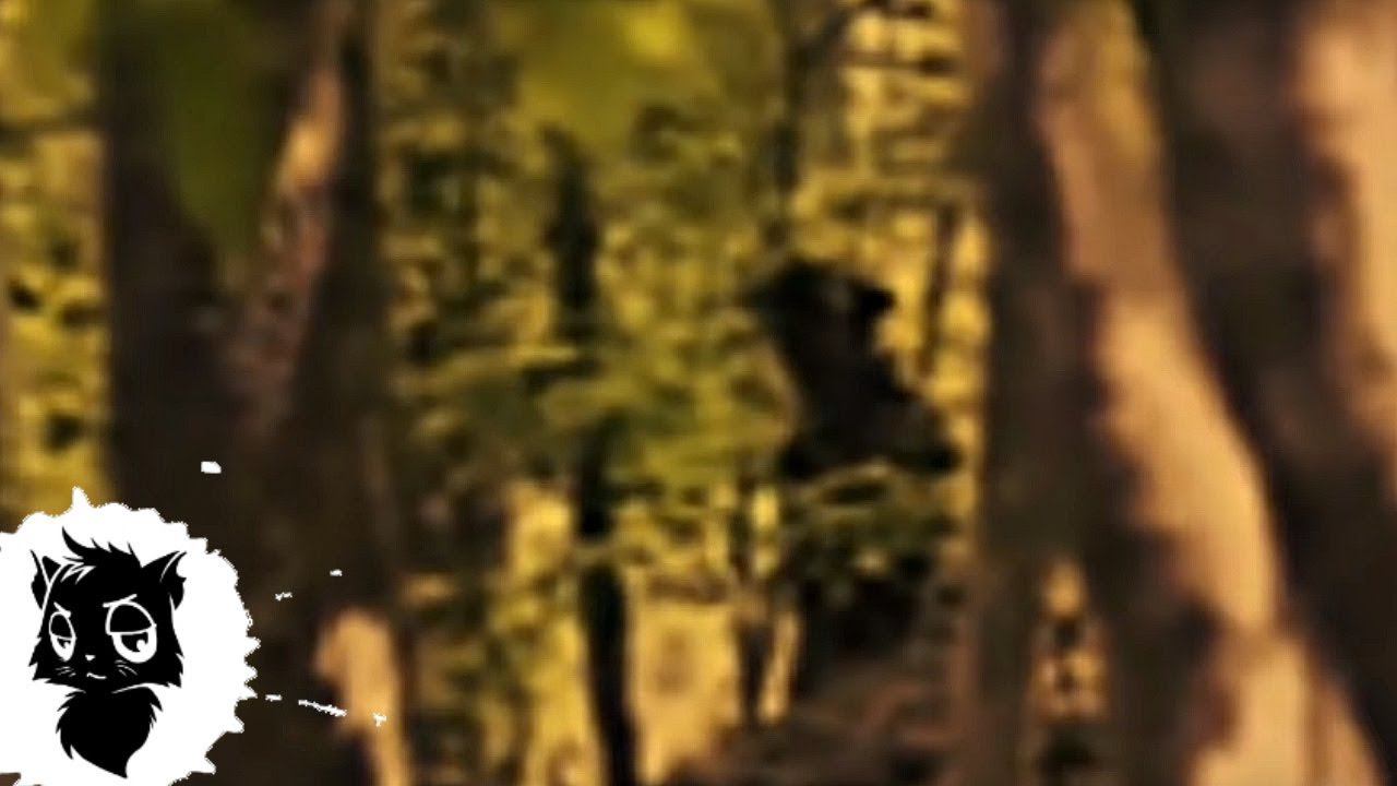 5 МОНСТРОВ НА БОЛОТЕ СНЯТЫХ НА КАМЕРУ [Черный кот] смотреть онлайн