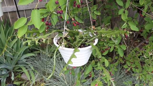 Head On Out! - Backyard Garden Tour (June Update) смотреть онлайн