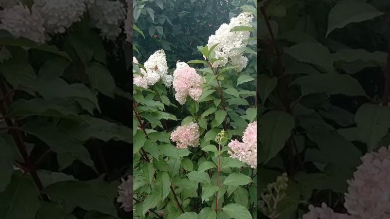 Гортензия розовеет