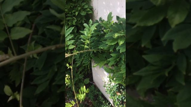 September pruning a MATURE wisteria