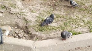 Простая и функциональная поилка для голубей во дворе❤️
