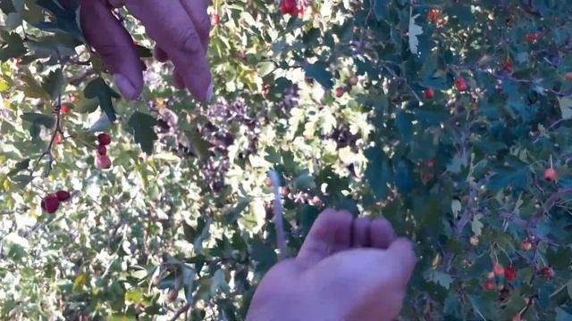 Боярышник полезные свойства и противопоказания, сборы, рецепты