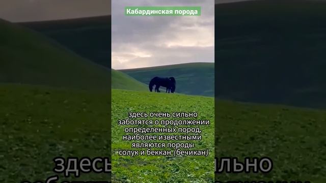 Кабардинская порода лошадей #кабарда #черкесы #адыгэш #адыги смотреть онлайн