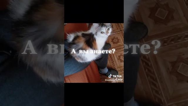 Сколько нужно спать? ?? Моя кошка Сонечка.