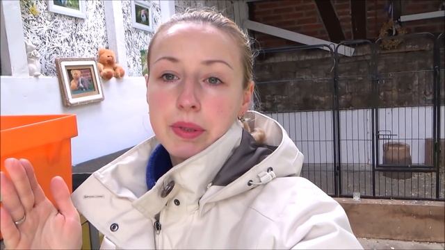Крольчата - удалось оживить. Декоративные кролики кролиководство. Карликовый вислоухий кролик баран