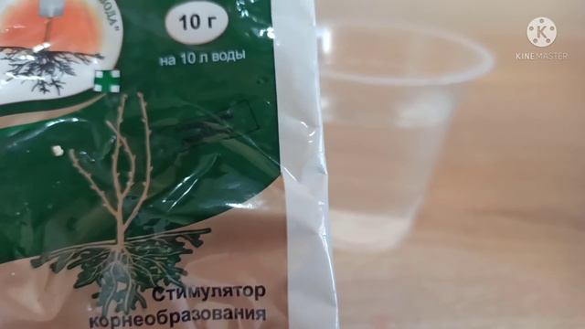 МУШКИ АНБАР ГУЛИНИ ПЕРЕСАДКА ҚИЛИШ.
