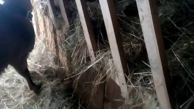 Содержание коз зимой.Часть 1.