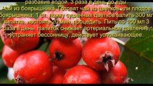 Боярышник лечебные свойства,противопоказания