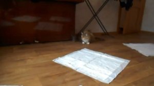 ПРИУЧЕНИЕ  щенка к туалету  ПОМЕРАНСКИЙ шпиц