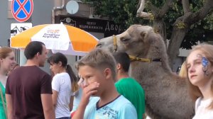 Верблюд в городе, город Орёл, день города Орла, 5 августа 2018 год. 05.08.2018 Орел