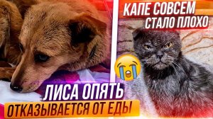 Разлила валерьянку 30 кошкам, такого я не ожидала. Лиса опять отказывается от еды, Капе очень плохо.