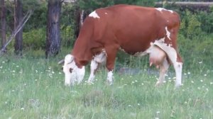 Как говорят животные Голоса животных Звуки домашних животных Кошка, собака, корова, верблюд