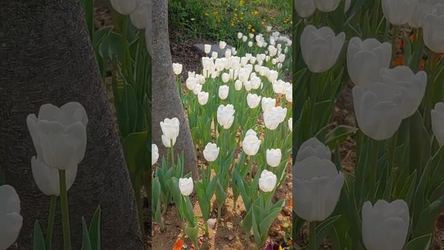 Which country is also known as the 'Land of Tulips'?