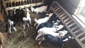 Лучшая поилка для козлят!