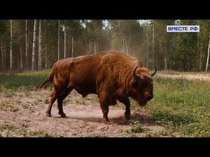 Тайны Окского заповедника